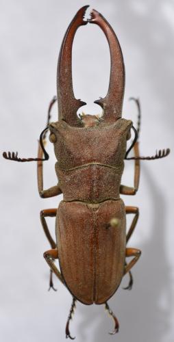Cyclommatus canaliculatus consanguineus